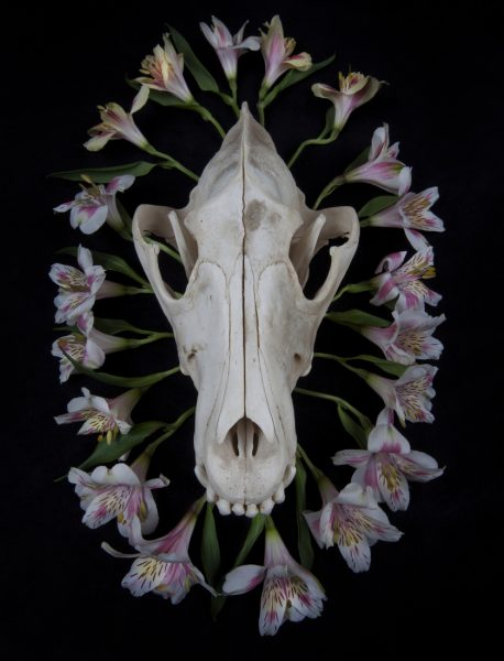 Wolf skull surrounded by a circle of lilies
